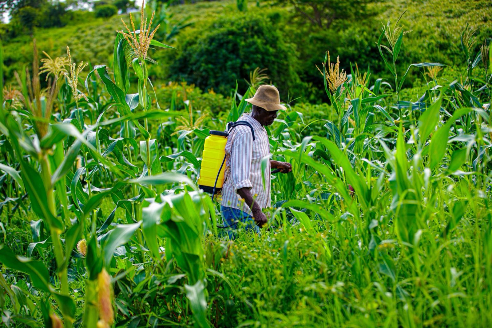 A farmer spraying crops in a maize field