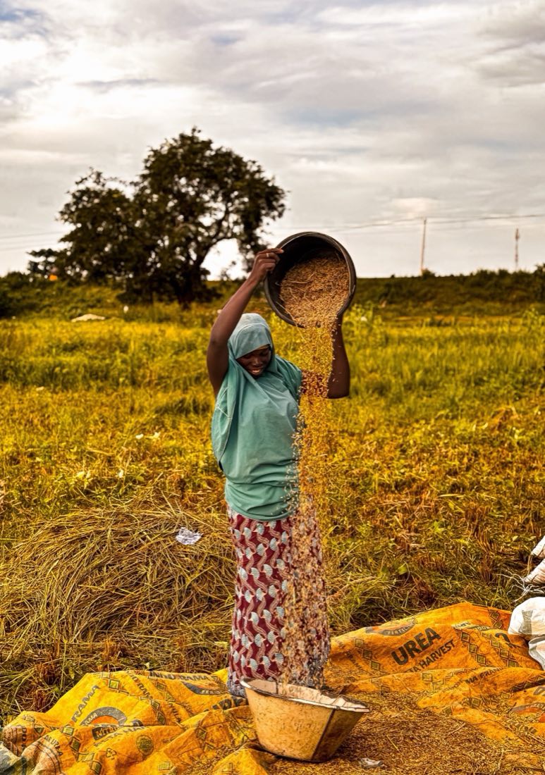 A woman farmer winnowing grain